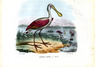 Espátula, 1863-79 de Raimundo Petraroja